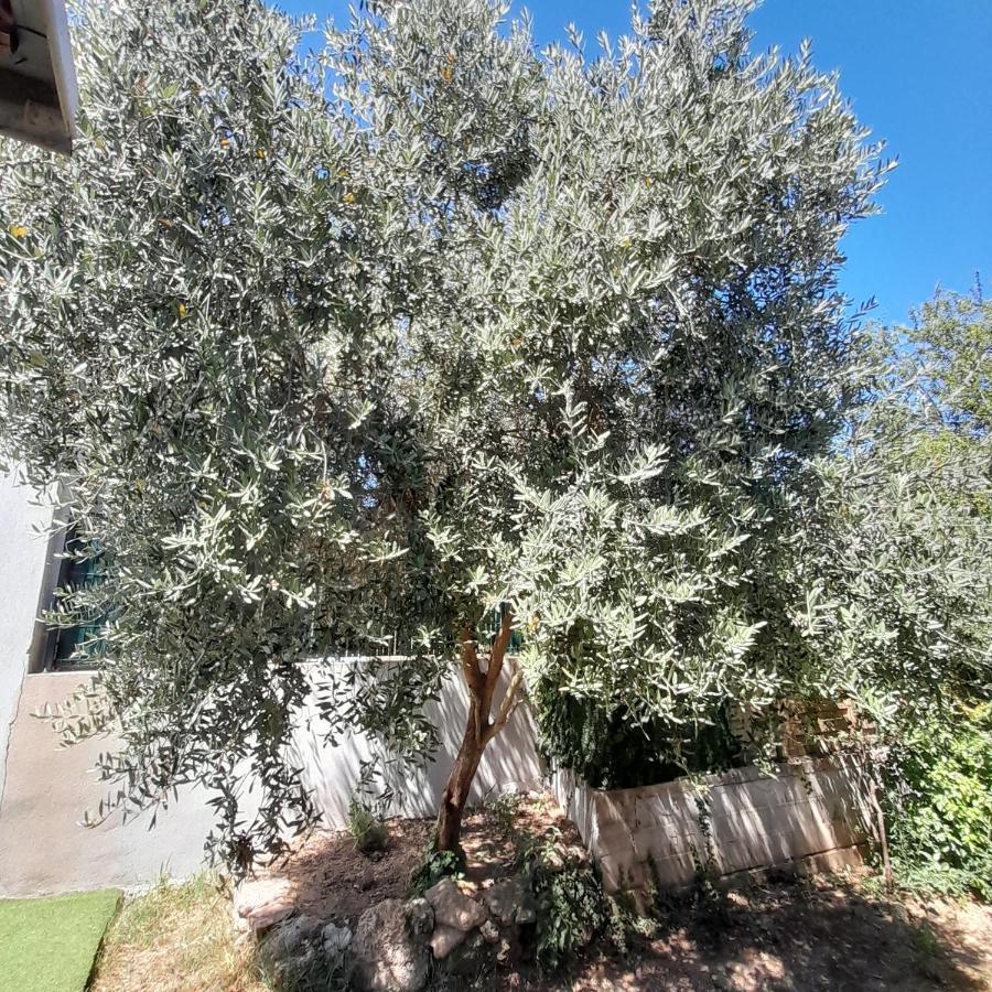 L'Olivier Tessa Hotesse Suite 30M2 Terrasse 20M2 La Celle (Var) Exterior foto
